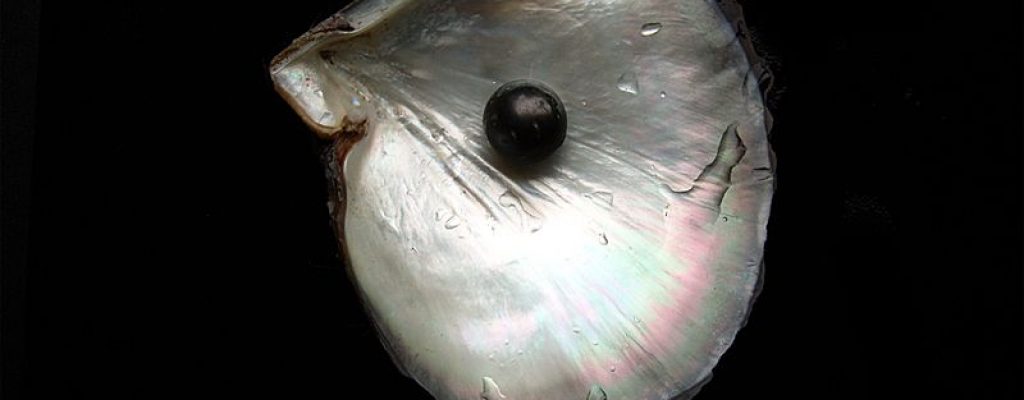 Balck pearl, Wikiwpedia
