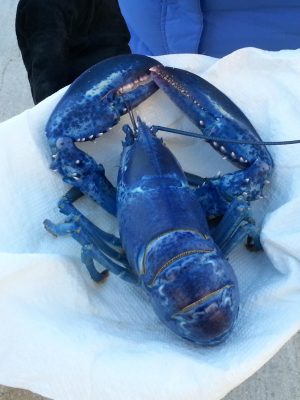 Blue_Lobster_SSchemel (auteur)_Wikimedia Commons
